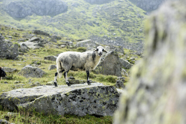 Ein Schaf steht auf einem Felsen und schat in die Kamera