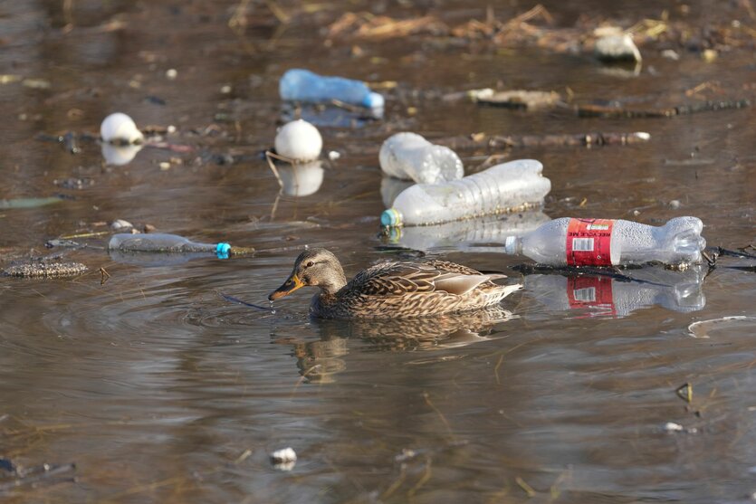 Eine Ente schwimmt im Fluss Save. Um sie herum schwimmen leere Plastikflaschen und anderer Müll