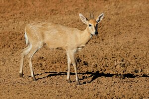 Eine Duckerantilope