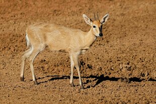 Eine Duckerantilope