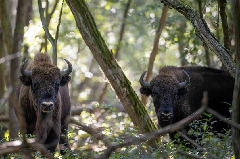 zwei Wisente im Wald