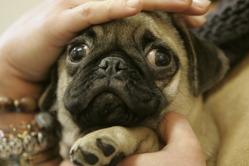 Mops blickt einen an