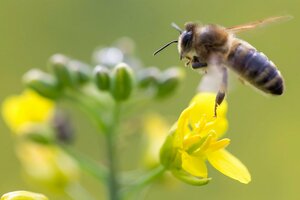 Biene, die auf einer Blüte sitzt