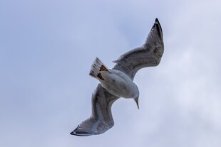 Eine Möwe fliegt am Himmel