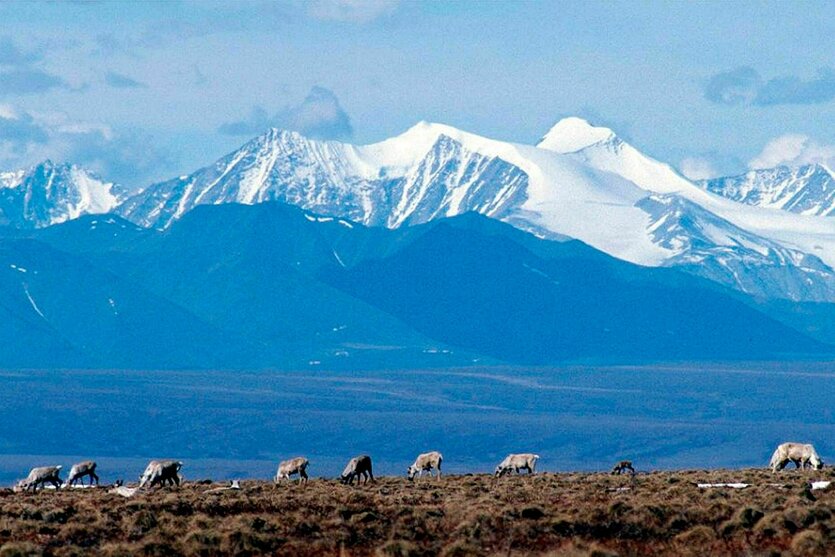 Karibus grasen vor einer schneebedeckten Berglandschaft