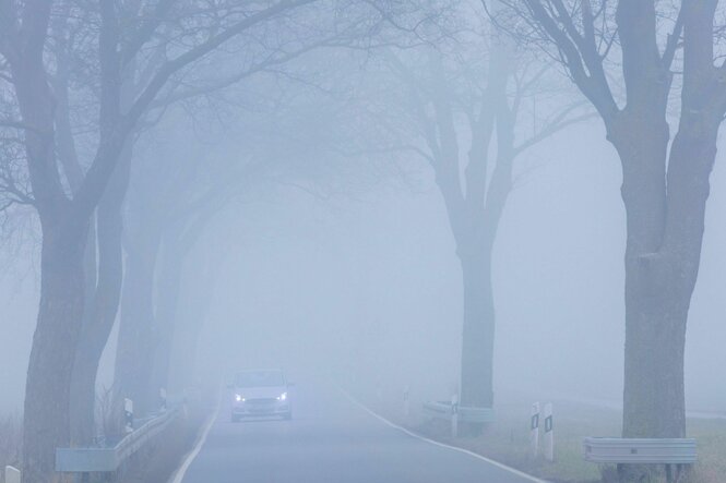 Auto im Nebel fährt mit Scheinwerfern über Land auf einer Allee