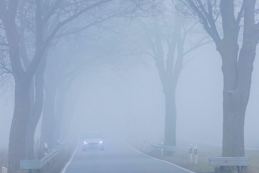 Auto im Nebel fährt mit Scheinwerfern über Land auf einer Allee