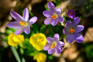 Gelbe Winterlinge und lila Krokusse blühen in einem Wald