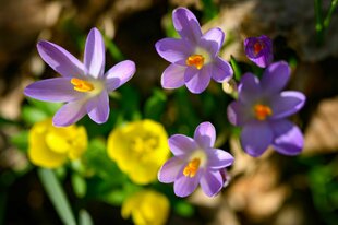 Gelbe Winterlinge und lila Krokusse blühen in einem Wald