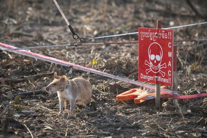 Eine Ratte neben einem Schild.