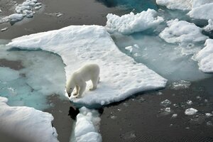 Eisbär auf Eisscholle