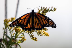 Ein Monarchfalter auf einer Blüte