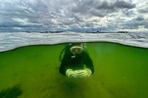 Das Foto zeigt eine tauchende Meeresbiologin in einer Seegraswiese der Ostsee