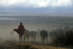 Ein Masai mit seiner Herde