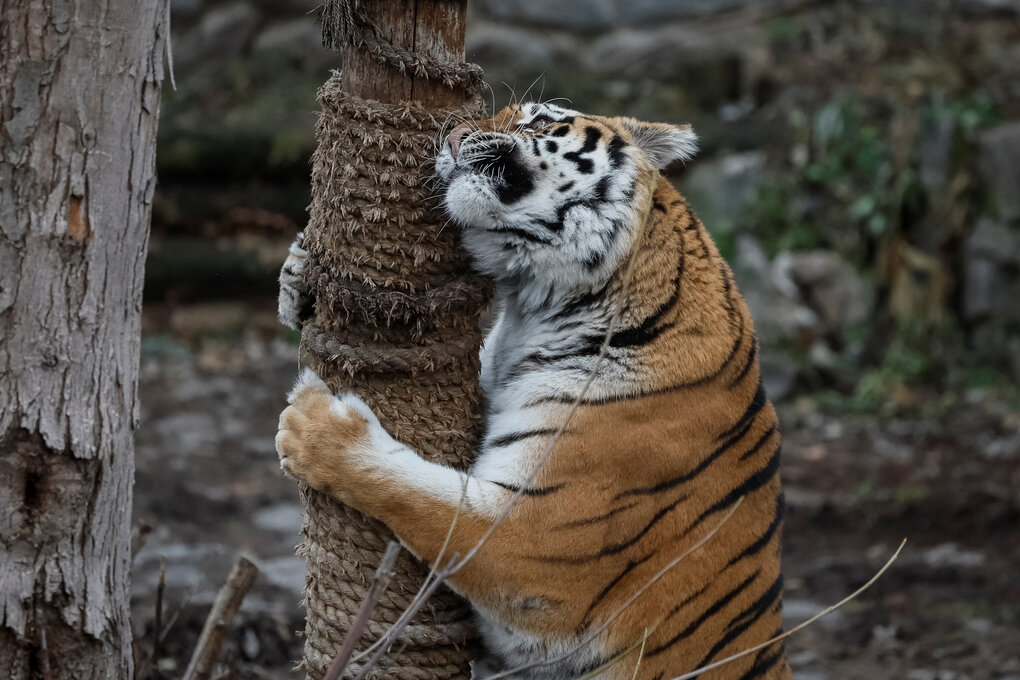 Ein Tiger in einem Zoo in Kiew