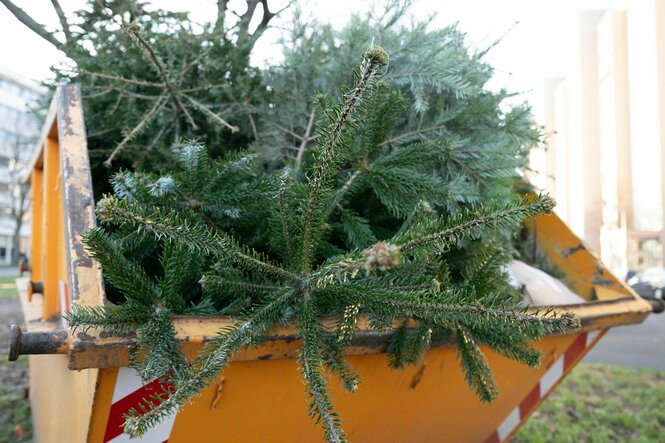 Ein Weihnachtsbaum ragt aus einem Bauschutt-Container, in den er gestopft worden ist