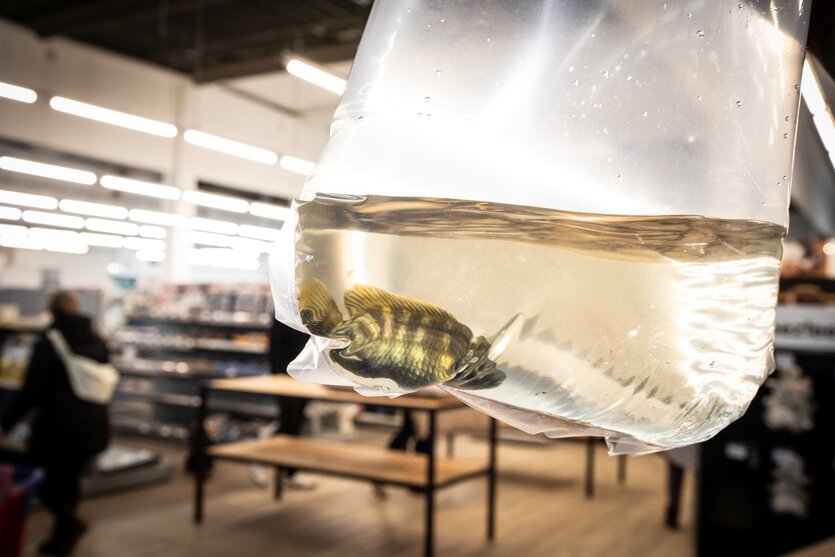 in einer durchsichtigen Plastiktüte schwimmt ein Fisch