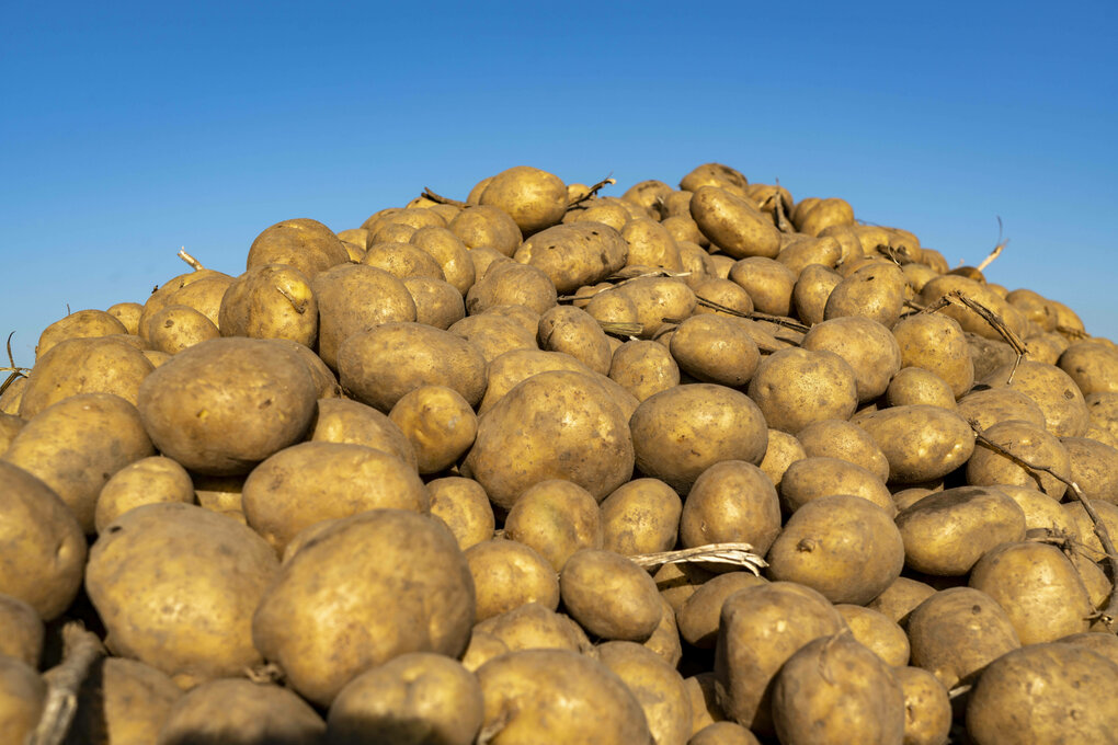 Sehr viele Kartoffeln