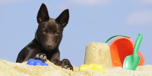 Ein Hund im Sand