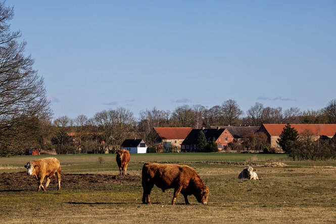 Kühe auf einer WEide, im Hintergrund sind Häuser