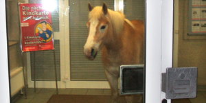 Ein Pferd steht im Foyer einer Bankfiliale