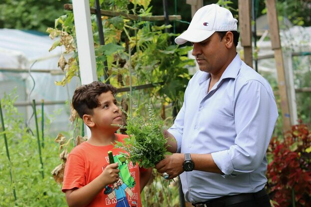 Vater und Sohn aus dem Übergangswohnheim pflücken Koriander im Gemeinschaftsgarten