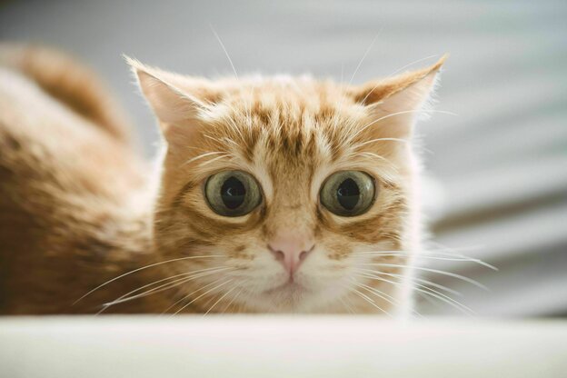 Porträt einer Katze mit hellbraunem Fell und grünen Augen