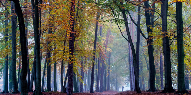 Nebliger Wald in Herbstfarben