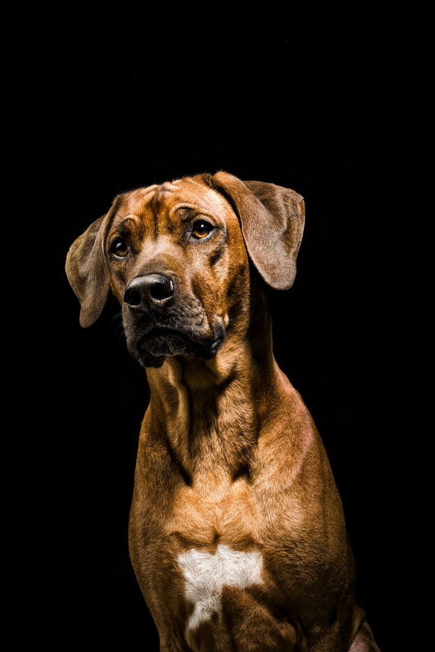 Ein Hund schaut in die Kamera.