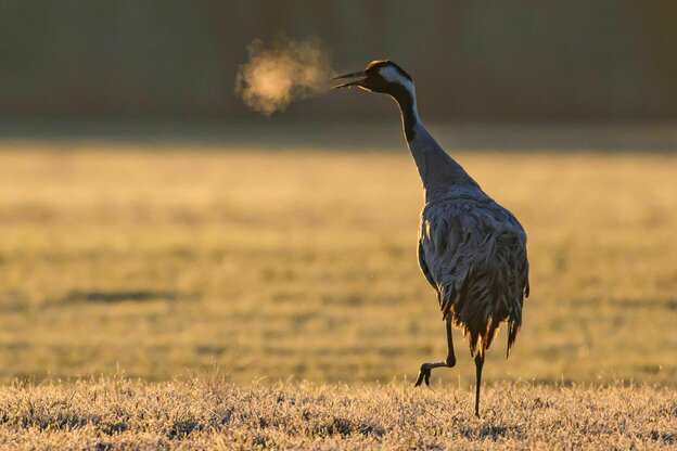 Einsamer Kranich auf einem Feld