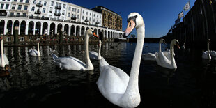 Schwäne auf der Binnenalster