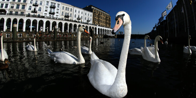 Schwäne auf der Binnenalster