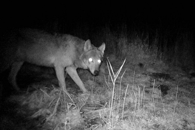 Ein Wolf in einer Fotofalle.