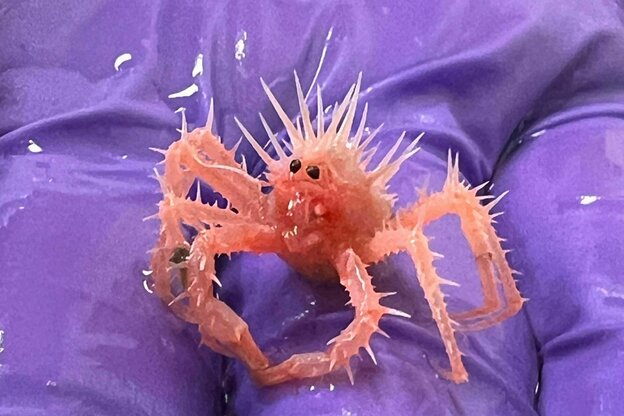 Eine kleine rosa Krabbe auf einem lila Plastikhandschuh