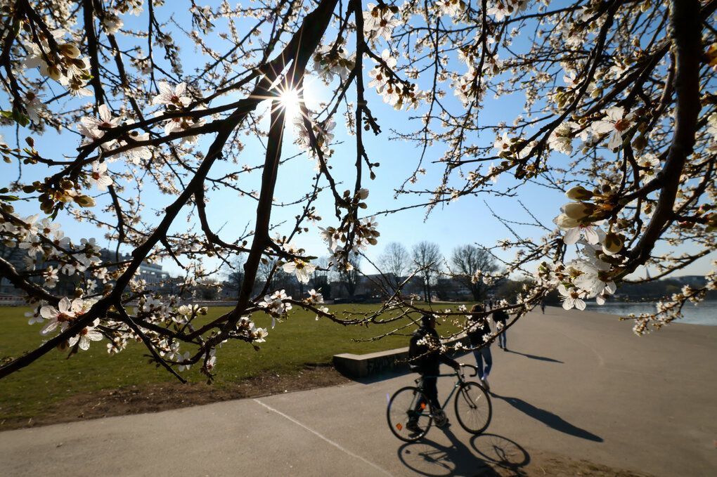 Die Sonne strahlt durch die ersten Blüten einer weißen Zierkirsche an der Außenalster in Hamburg