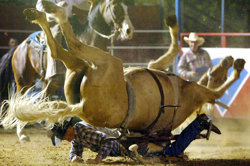 Stürzendes Pferd beim Rodeo
