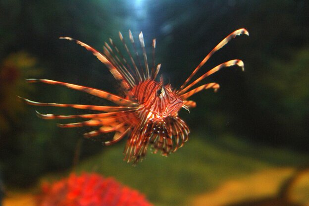 Fedriger orangefarbender Fisch im Meer