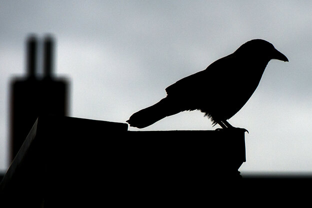 Ein Rabe hockt am 29.05.2014 in Berlin bei grauem Himmel und kühler Witterung auf einem Dach der Stadt.