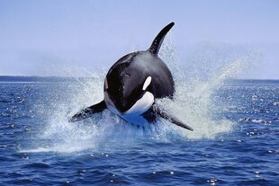 Ein Orca springt in die Luft