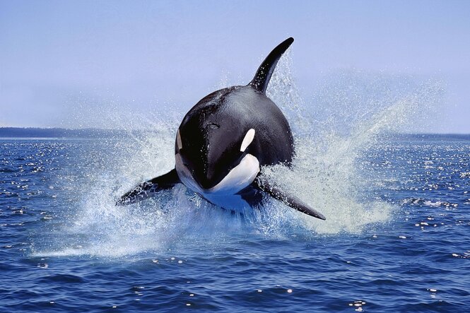 Ein Orca springt in die Luft