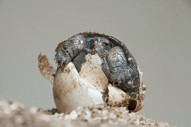 Eine Galapagos-Schildkröte schlüpft aus dem Ei