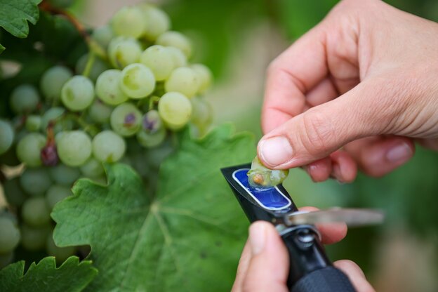 Eine Frau misst mit einem Refraktometer den Oechsle-Wert von Trauben auf einem Weinberg