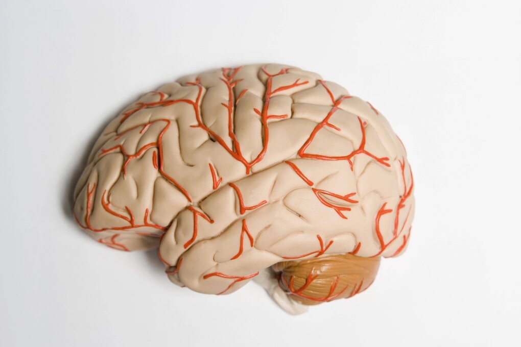 Ein anatomisches Modell des menschlichen Gehirns