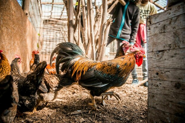 Tiere in der Schule: ein Hahn und seine Hühner schauen neugierig au dem Stall, vor dem zwei SchülerInnen stehen