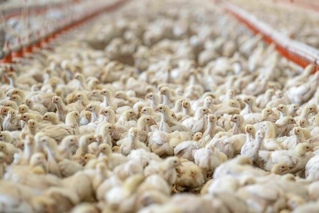 Viele viele Masthähnchen stehen dicht gedrängt in einem Stall