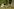 Hasen im Wald