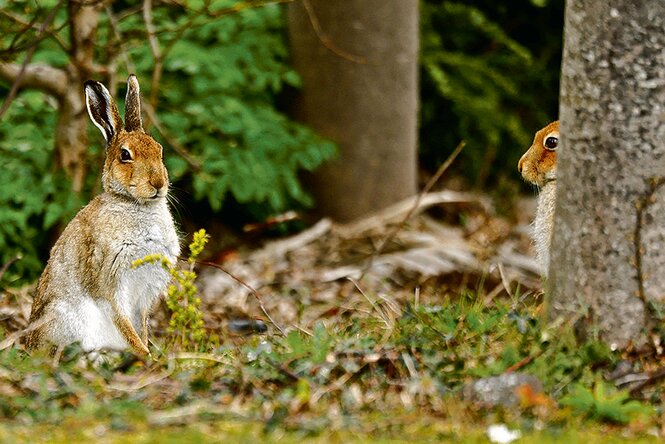 Hasen im Wald