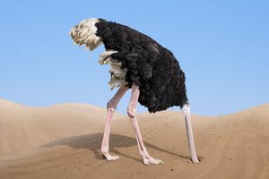 Vogel Strauß steckt den Kopf in den Sand