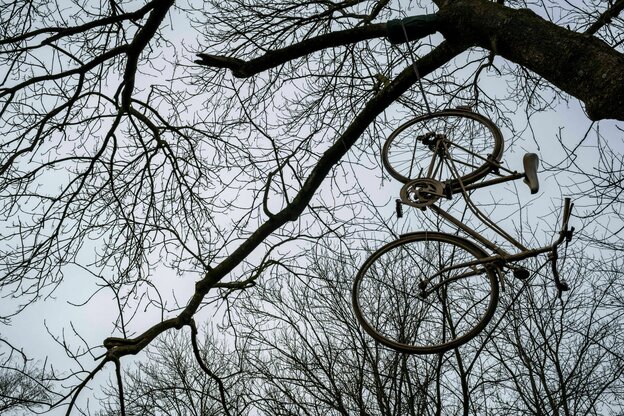 Ein Fahrrad hängt hoch oben in einem Baum in den Ästen