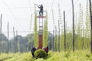 Mann steht auf der Hopfenkanzler und schneidet Hopfen, darunter Traktor und ARbeiter